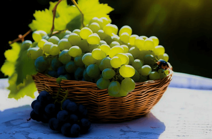 French grapes in the sun